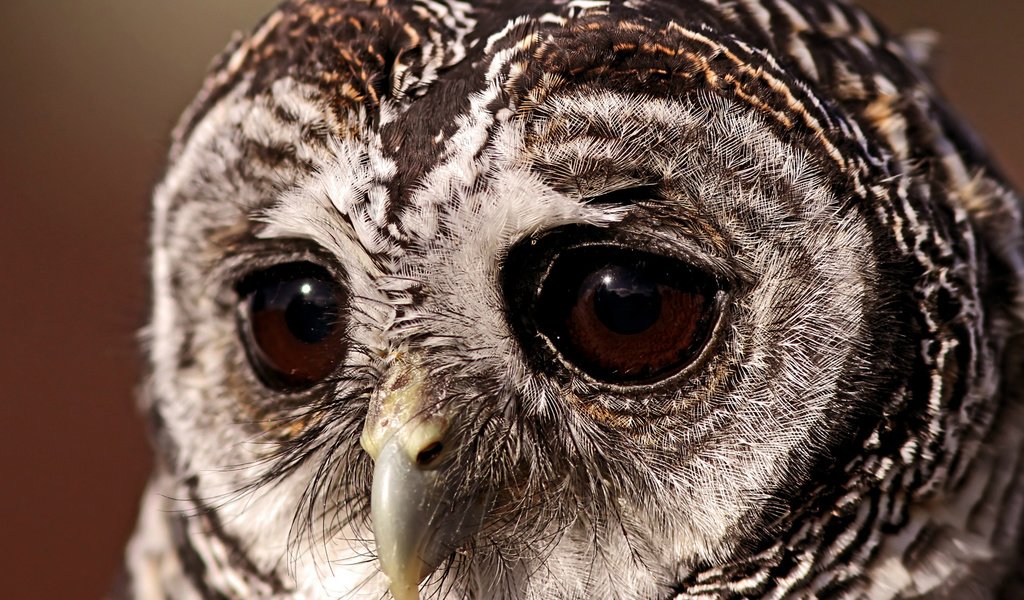 Обои глаза, сова, птица, грустный взгляд, совушка, неясыть, eyes, owl, bird, a sad look, sovushka разрешение 1920x1200 Загрузить