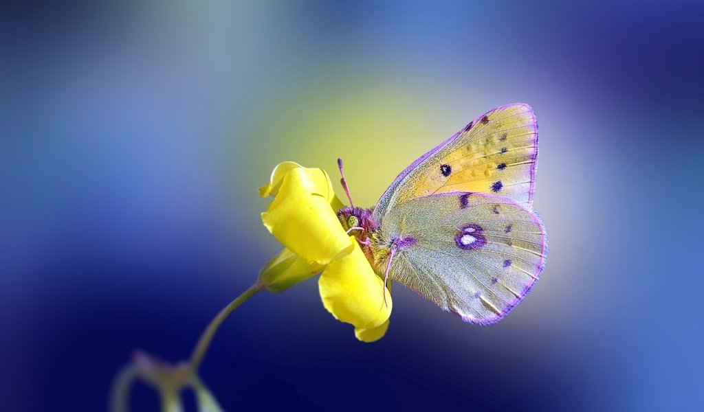 Обои желтый, фон, цветок, бабочка, yellow, background, flower, butterfly разрешение 2560x1600 Загрузить