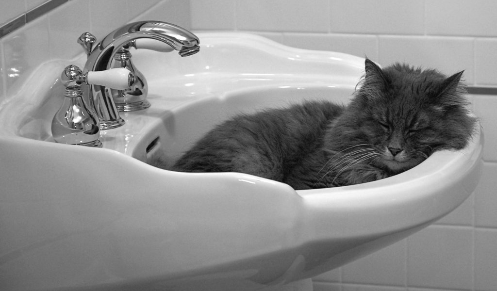 Обои кошка, спит, раковина, cat, sleeping, sink разрешение 1920x1200 Загрузить