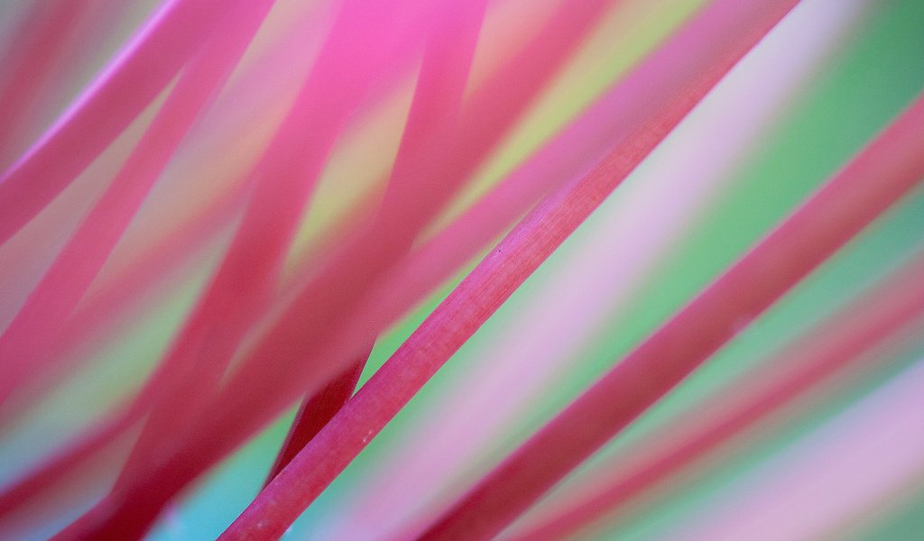 Обои фон, розовые, стебли, background, pink, stems разрешение 1920x1200 Загрузить