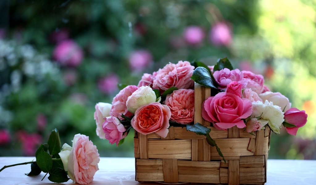 Обои розы, корзинка, лукошко, c elena di guardo, roses, basket разрешение 2560x1600 Загрузить