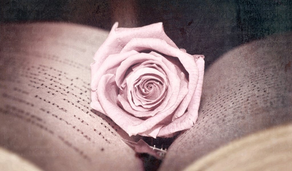 Обои цветок, роза, обработка, розовая, книга, страницы, flower, rose, treatment, pink, book, page разрешение 2560x1600 Загрузить