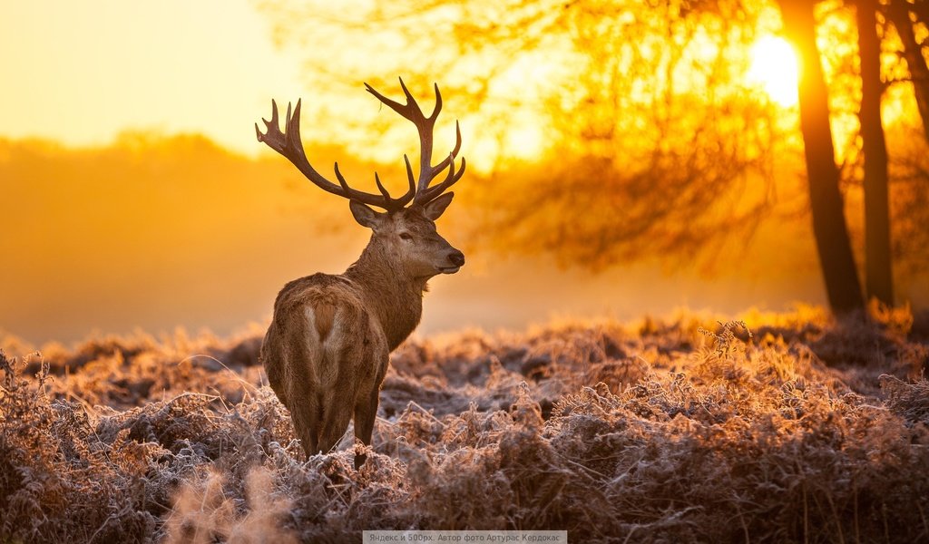 Обои свет, дерево, олень, light, tree, deer разрешение 1920x1080 Загрузить