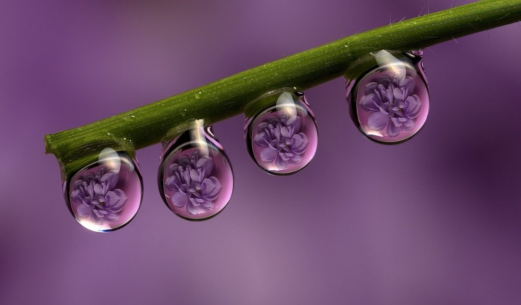 Обои цветы, макро, отражение, роса, капли, стебель, flowers, macro, reflection, rosa, drops, stem разрешение 1920x1200 Загрузить