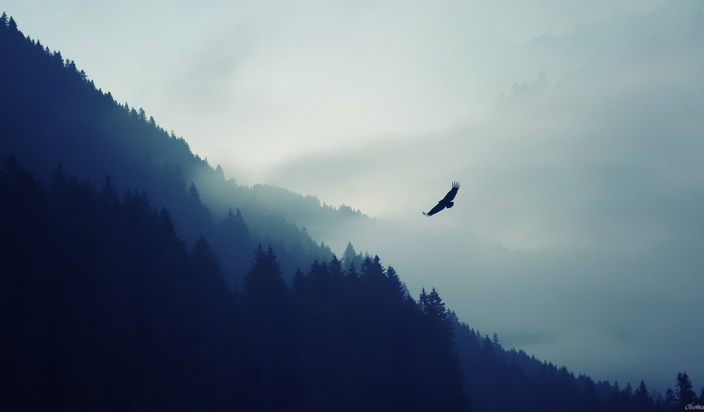 Обои горы, природа, лес, туман, орел, птица, дымка, хищная птица, mountains, nature, forest, fog, eagle, bird, haze, bird of prey разрешение 1920x1080 Загрузить