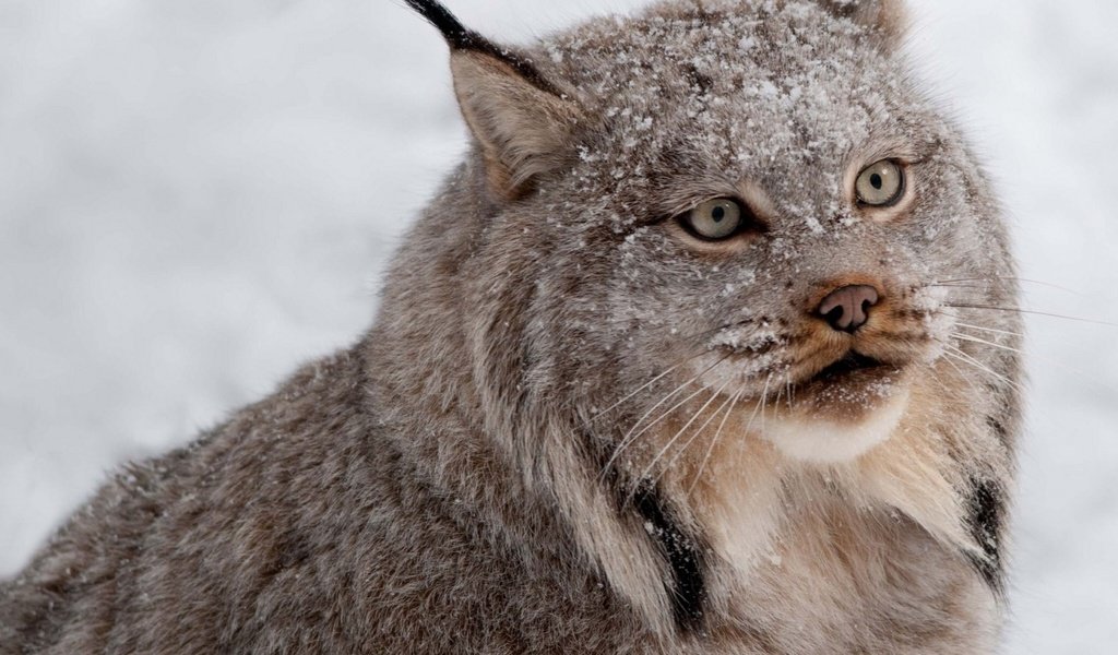 Обои снег, рысь, хищник, snow, lynx, predator разрешение 1932x1208 Загрузить