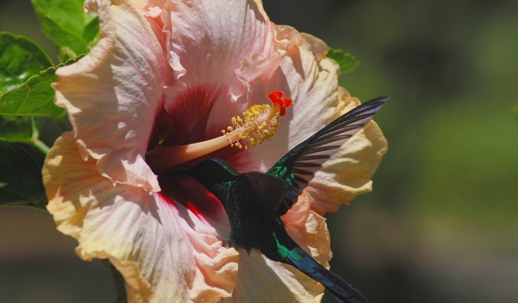 Обои цветок, птица, колибри, гибискус, flower, bird, hummingbird, hibiscus разрешение 1920x1200 Загрузить