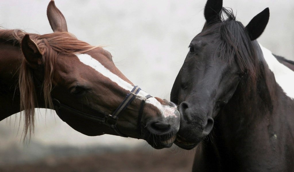 Обои лошадь, забота, морда. животные, horse, care, face. animals разрешение 1920x1200 Загрузить