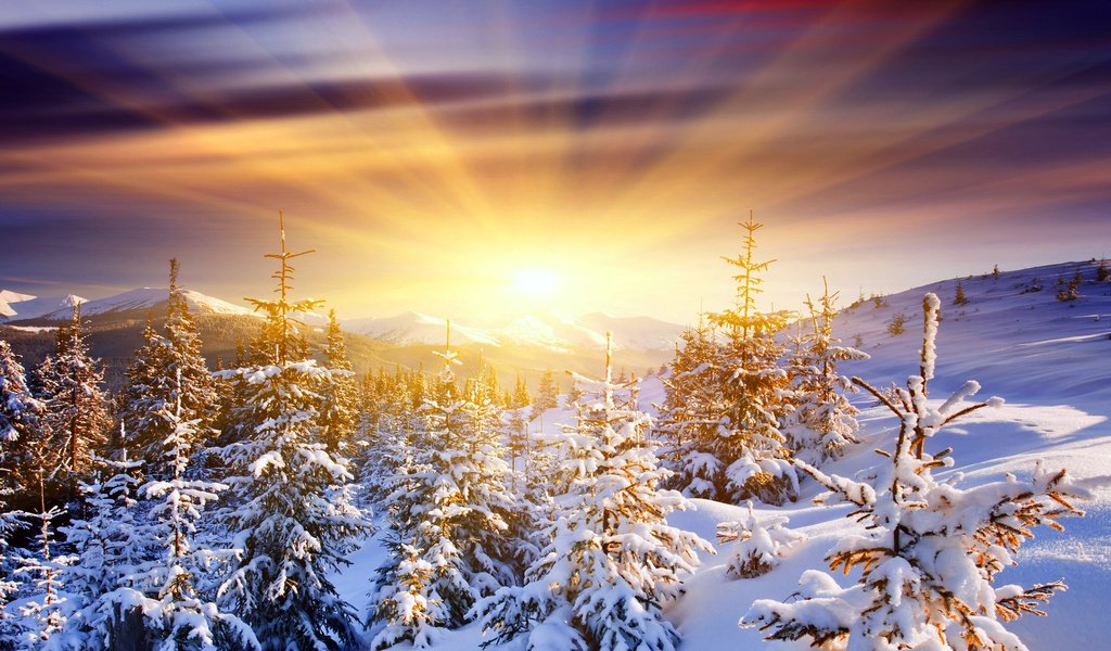 Обои восход, солнце, снег, лес, зима, sunrise, the sun, snow, forest, winter разрешение 2560x1600 Загрузить