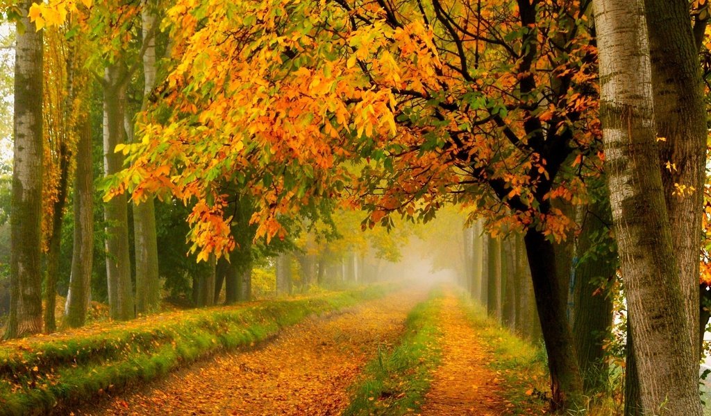 Обои листья, опадают, деревья., красочная, leaves, fall, trees., colorful разрешение 2048x1337 Загрузить