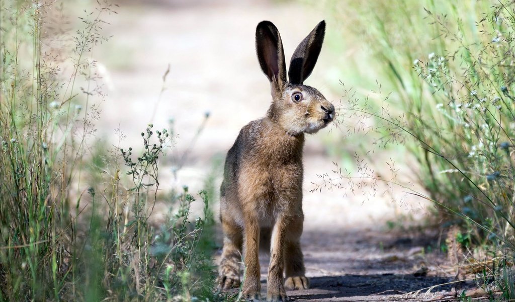 Обои трава, природа, взгляд, уши, заяц, grass, nature, look, ears, hare разрешение 1920x1200 Загрузить