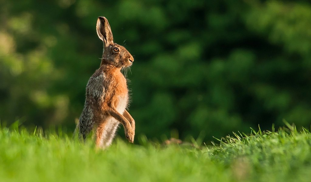 Обои трава, природа, поза, заяц, grass, nature, pose, hare разрешение 1920x1200 Загрузить