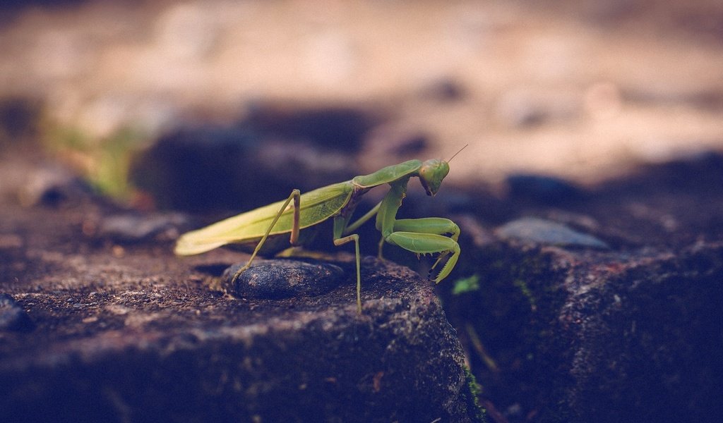 Обои зелёный, насекомое, богомол, лапки, green, insect, mantis, legs разрешение 1920x1200 Загрузить