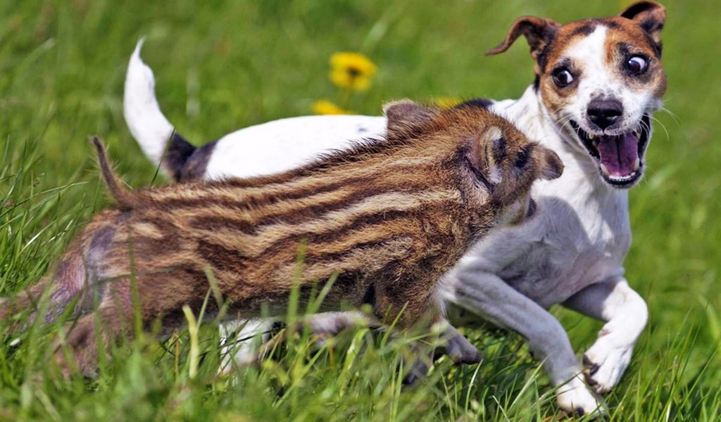 Обои собака, друзья, кабан, позитив, джек-рассел-терьер, хрюшка, dog, friends, boar, positive, jack russell terrier, pig разрешение 1920x1200 Загрузить