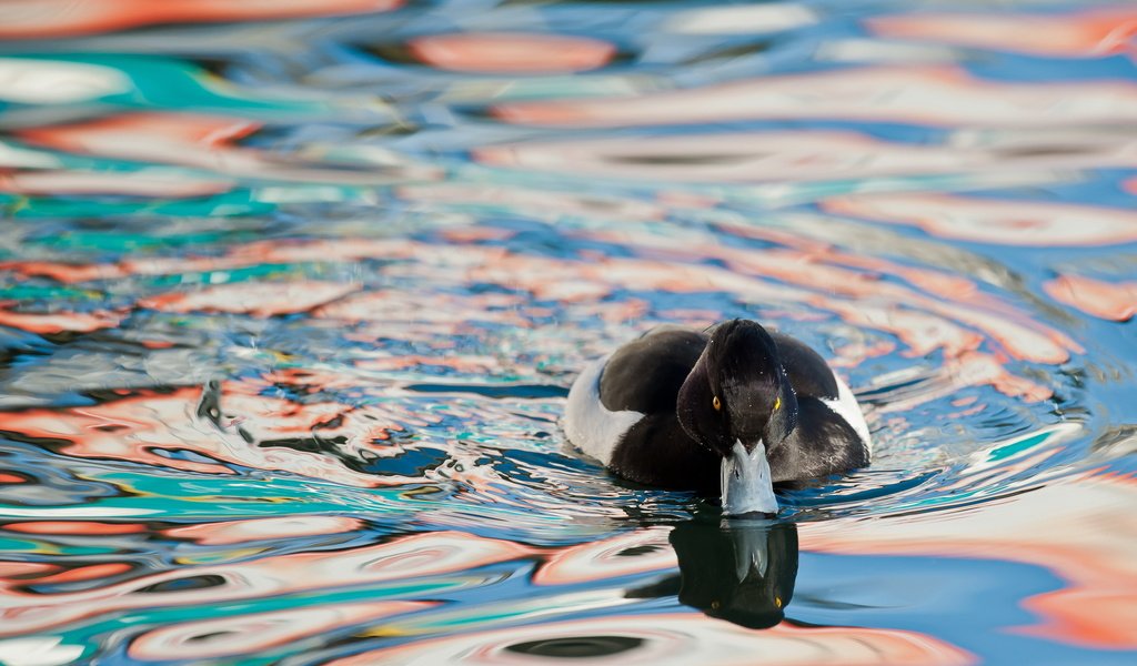 Обои вода, природа, птица, утка, water, nature, bird, duck разрешение 2560x1600 Загрузить