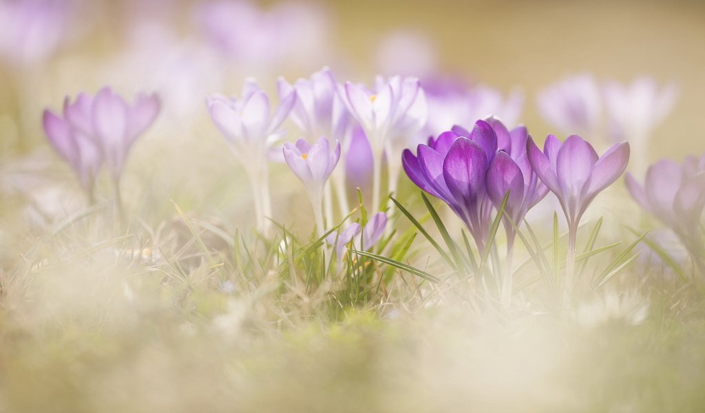 Обои цветы, трава, макро, весна, крокусы, боке, flowers, grass, macro, spring, crocuses, bokeh разрешение 1920x1280 Загрузить