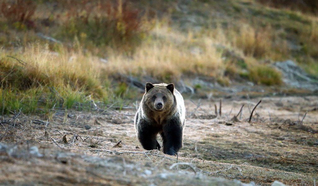 Обои природа, медведь, гризли, grizzly bear, nature, bear, grizzly разрешение 1920x1200 Загрузить