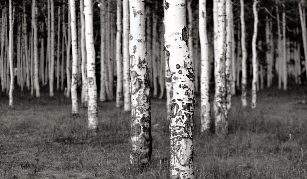 Обои трава, деревья, лес, березы, чёрно-белое, роща, grass, trees, forest, birch, black and white, grove разрешение 2560x1600 Загрузить