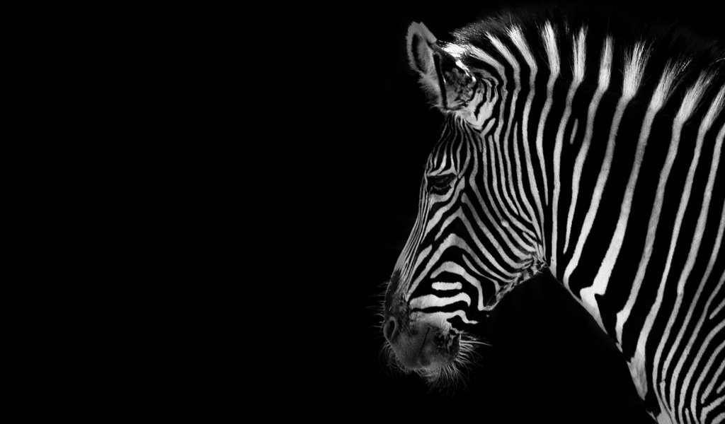 Обои зебра, фон, чёрно-белое, черный, zebra, background, black and white, black разрешение 2560x1600 Загрузить