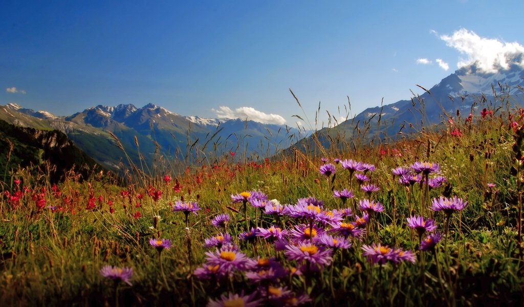 Обои цветы, горы, долина, flowers, mountains, valley разрешение 1920x1080 Загрузить