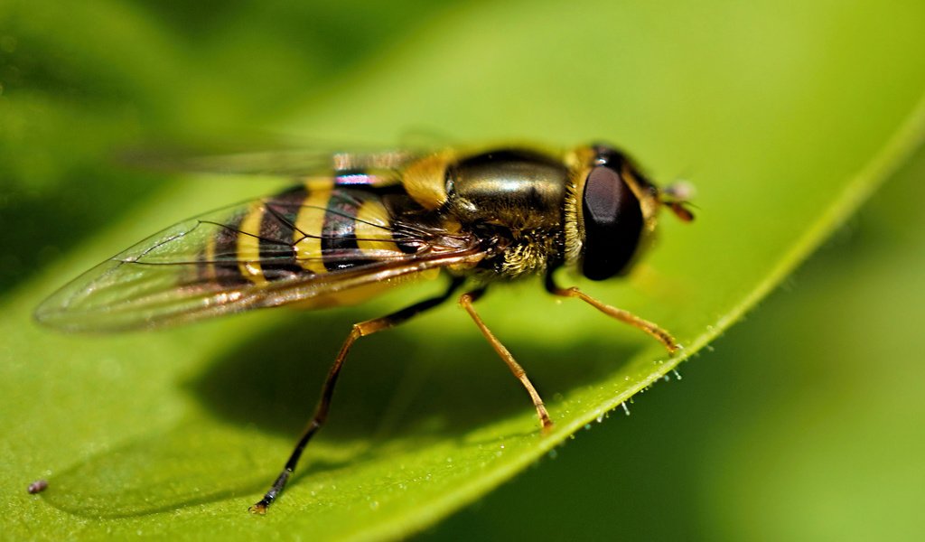 Обои макро, лист, насекомые, муха, журчалка, macro, sheet, insects, fly, gorzalka разрешение 2048x1363 Загрузить