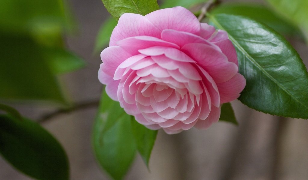 Обои листья, макро, цветок, бутон, розовый, камелия, leaves, macro, flower, bud, pink, camellia разрешение 1920x1200 Загрузить