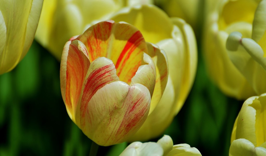 Обои цветы, бутоны, лепестки, тюльпаны, желтые, пирода, flowers, buds, petals, tulips, yellow, pirada разрешение 2048x1356 Загрузить