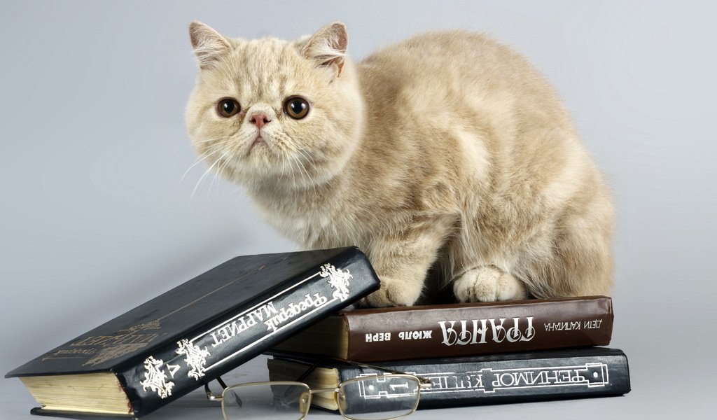 Обои кот, кошка, очки, книги, cat, glasses, books разрешение 2560x1600 Загрузить