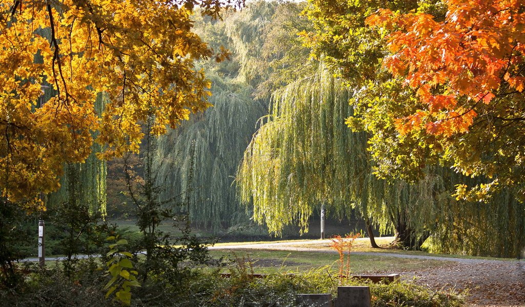 Обои деревья, парк, осень, скамейка, плакучие ивы, trees, park, autumn, bench, weeping willows разрешение 2304x1536 Загрузить