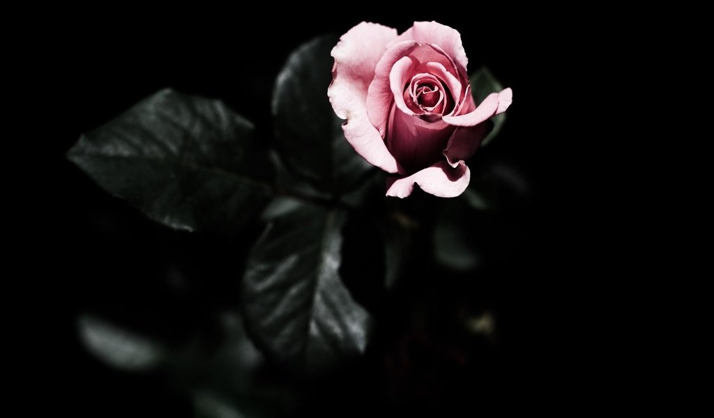 Обои листья, цветок, роза, лепестки, черный фон, розовая, leaves, flower, rose, petals, black background, pink разрешение 2560x1600 Загрузить