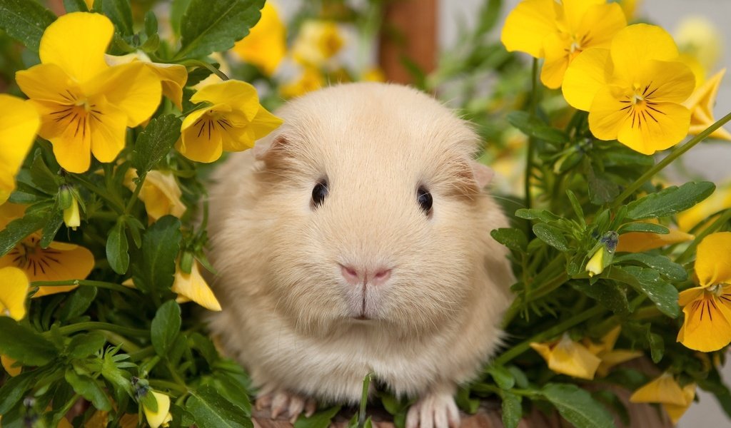 Обои цветы, анютины глазки, морская свинка, flowers, pansy, guinea pig разрешение 2048x1430 Загрузить