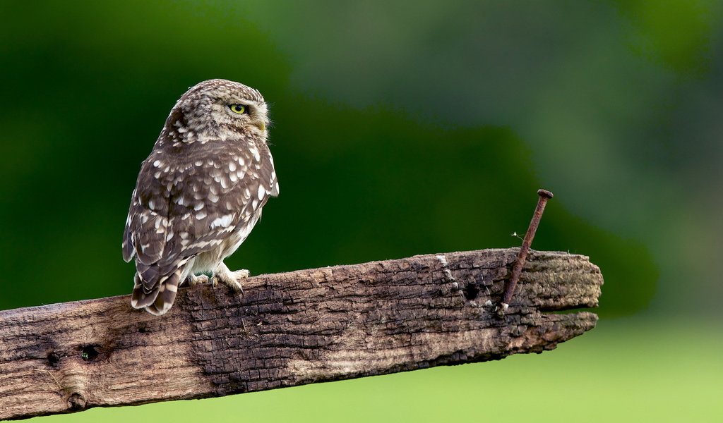 Обои сова, природа, доска, гвоздь, птица, перья, сыч, owl, nature, board, nail, bird, feathers разрешение 1920x1280 Загрузить