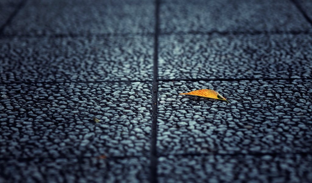 Обои фон, лист, улица, асфальт, background, sheet, street, asphalt разрешение 2560x1600 Загрузить