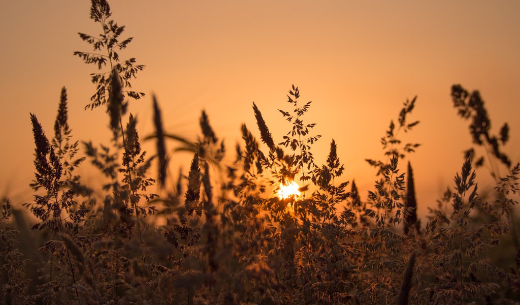 Обои закат, луг, травинки, sunset, meadow, grass разрешение 2048x1536 Загрузить