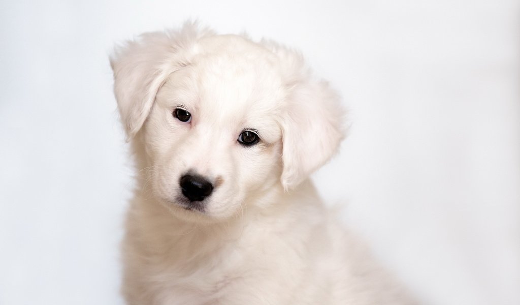 Обои белый, собака, щенок, white, dog, puppy разрешение 1920x1200 Загрузить