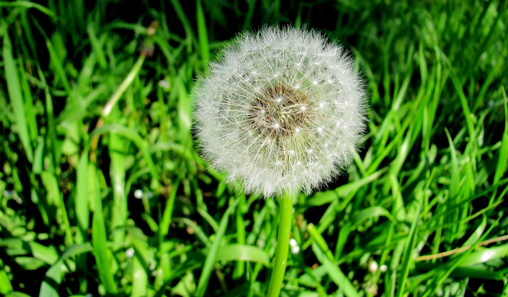 Обои трава, природа, зелень, цветок, одуванчик, grass, nature, greens, flower, dandelion разрешение 3648x2736 Загрузить