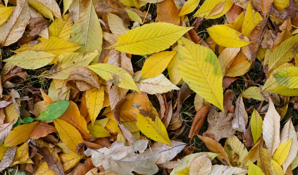 текстура природа листья осень texture nature leaves autumn скачать