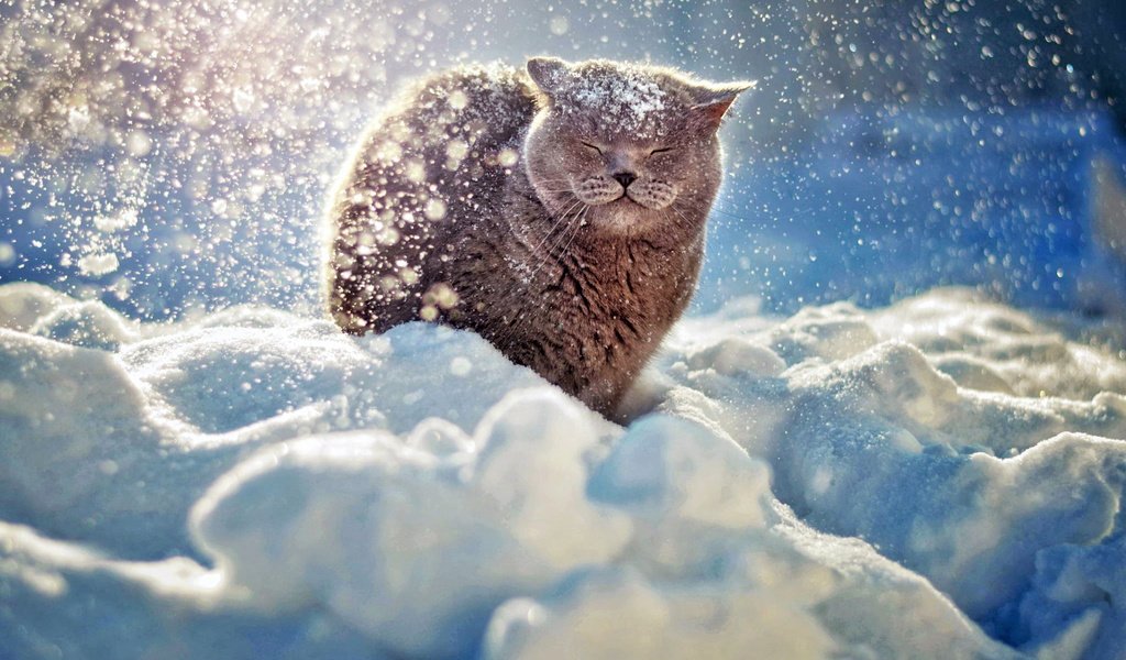 Обои снег, зима, мордочка, кошка, британец, snow, winter, muzzle, cat, british разрешение 1920x1200 Загрузить