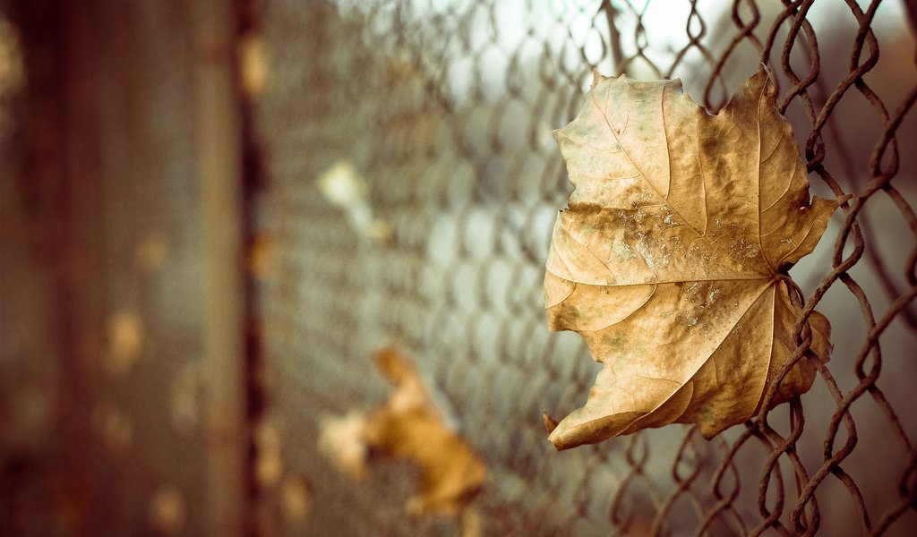 Обои листья, макро, осень, забор, лист, сетка, боке, leaves, macro, autumn, the fence, sheet, mesh, bokeh разрешение 4272x2848 Загрузить