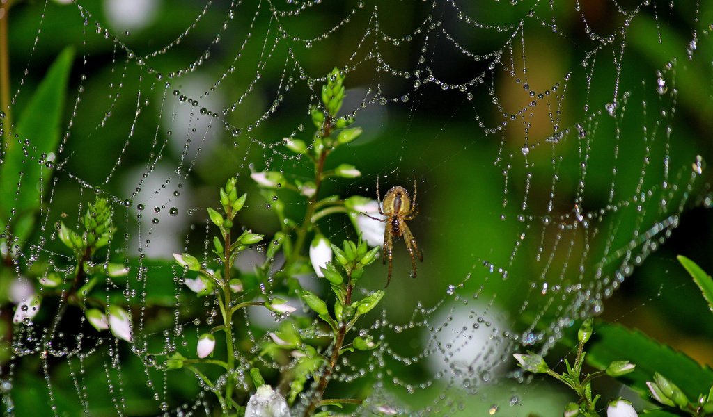 Обои цветы, макро, роса, капли, насекомые, паук, паутина, flowers, macro, rosa, drops, insects, spider, web разрешение 2048x1487 Загрузить