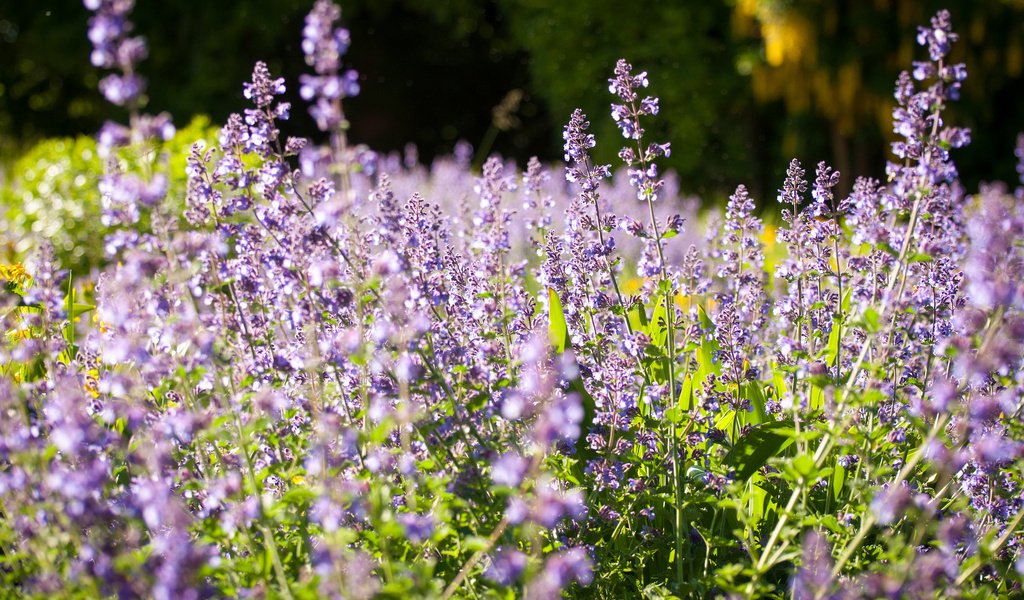 Обои цветы, природа, поле, лаванда, луг, flowers, nature, field, lavender, meadow разрешение 2048x1360 Загрузить