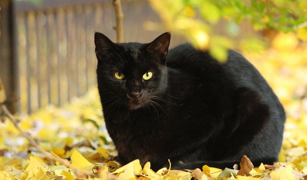Обои листья, кот, кошка, осень, черный, leaves, cat, autumn, black разрешение 2048x1365 Загрузить
