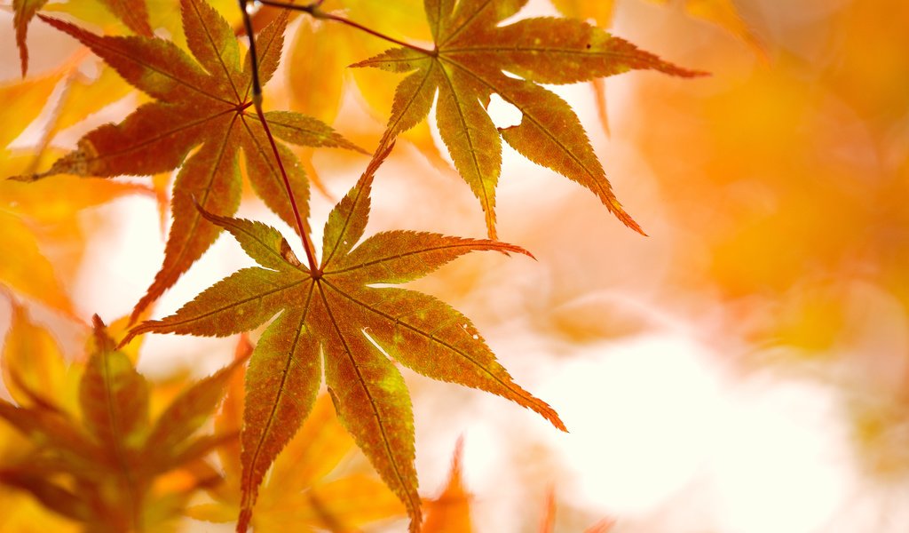 Обои свет, ветка, природа, листья, осень, клен, light, branch, nature, leaves, autumn, maple разрешение 5760x3840 Загрузить