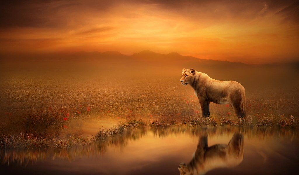 Обои арт, отражение, лев, львица, art, reflection, leo, lioness разрешение 2048x1365 Загрузить