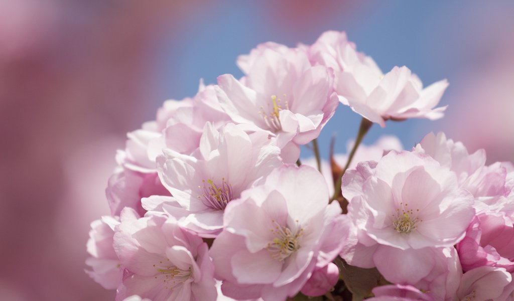 Обои цветы, цветение, весна, сакура, flowers, flowering, spring, sakura разрешение 2048x1351 Загрузить