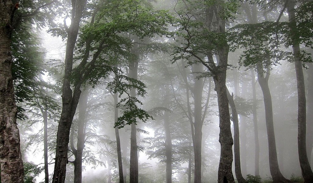 Обои деревья, лес, туман, trees, forest, fog разрешение 2048x1407 Загрузить