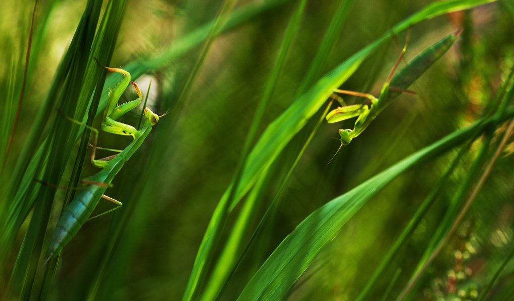 Обои трава, листья, насекомые, зеленые, богомол, богомолы, grass, leaves, insects, green, mantis, praying mantises разрешение 2048x1409 Загрузить