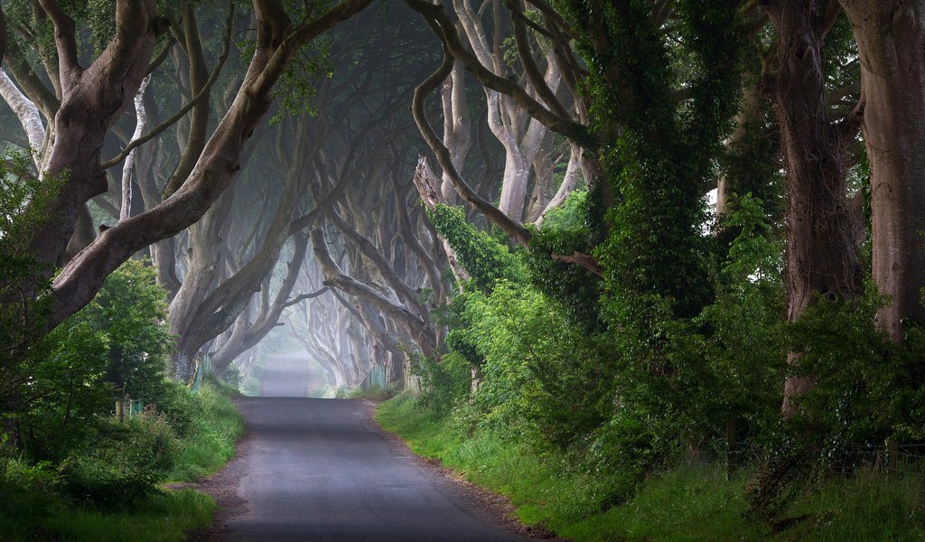 Обои дорога, деревья, природа, стволы, ирландия, road, trees, nature, trunks, ireland разрешение 2048x1363 Загрузить