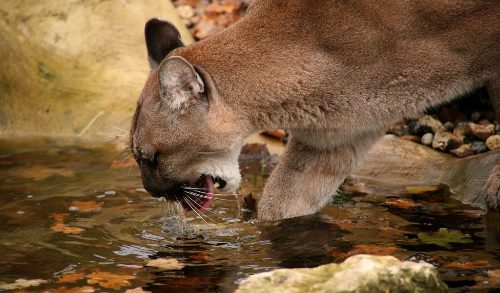 Обои водопой, горный лев, пума.кугуар, drink, mountain lion, puma.cougar разрешение 2184x1456 Загрузить