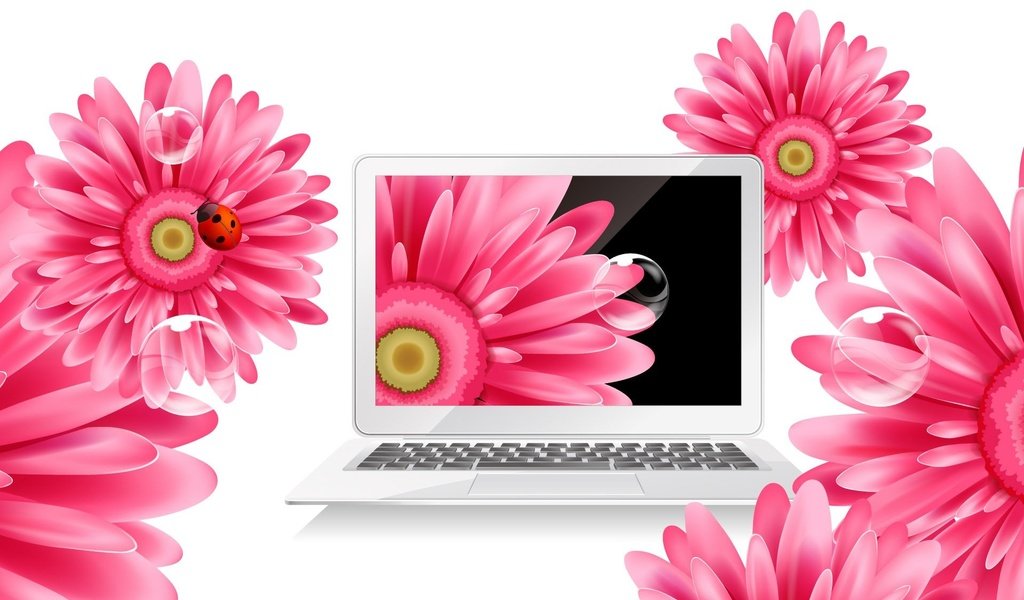 Обои цветы, божья коровка, ноутбук, герберы, flowers, ladybug, laptop, gerbera разрешение 1920x1200 Загрузить